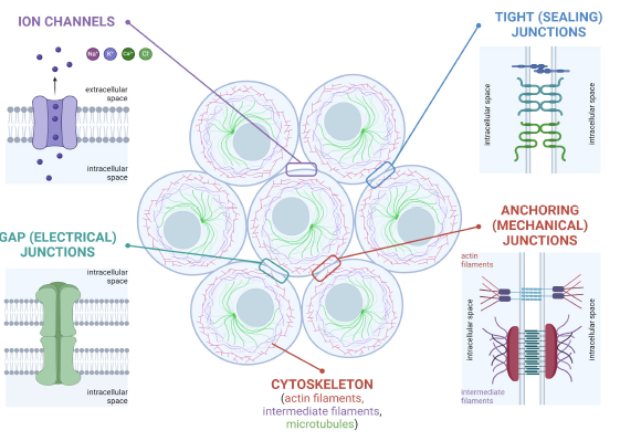 Mechanobioelectricity image